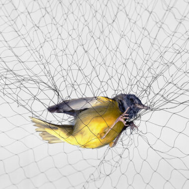 Bird Nets