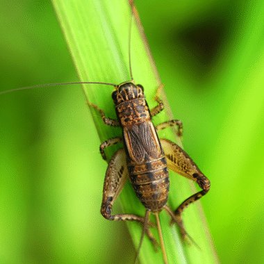 Crickets